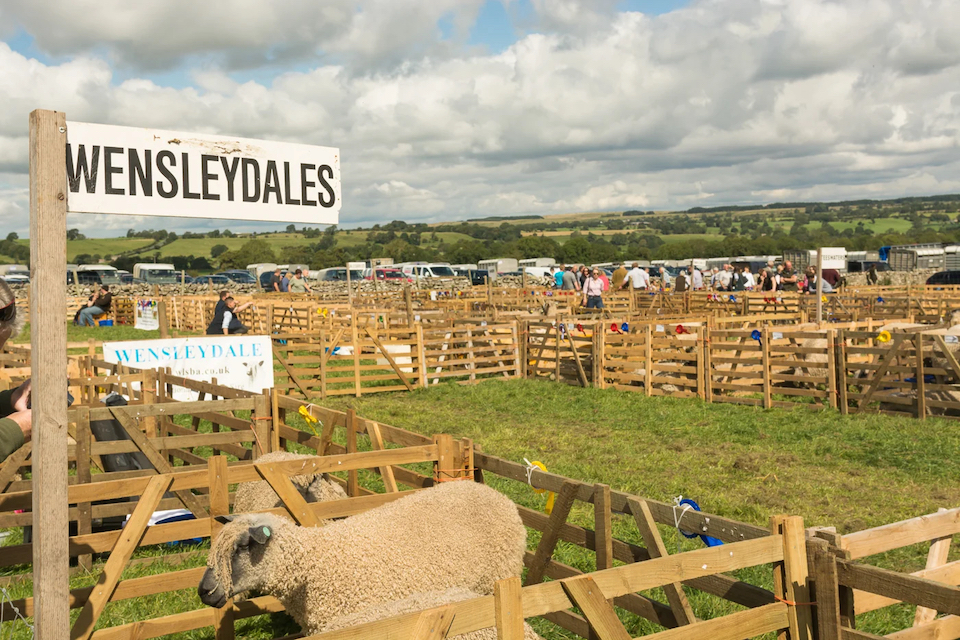 Wensleydale Show livestock - August bank holiday events