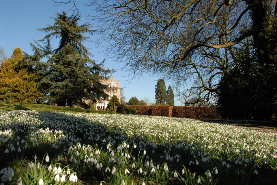 Snowdrops at Goldsborough Hall Harrogate Yorkshire February half term activities