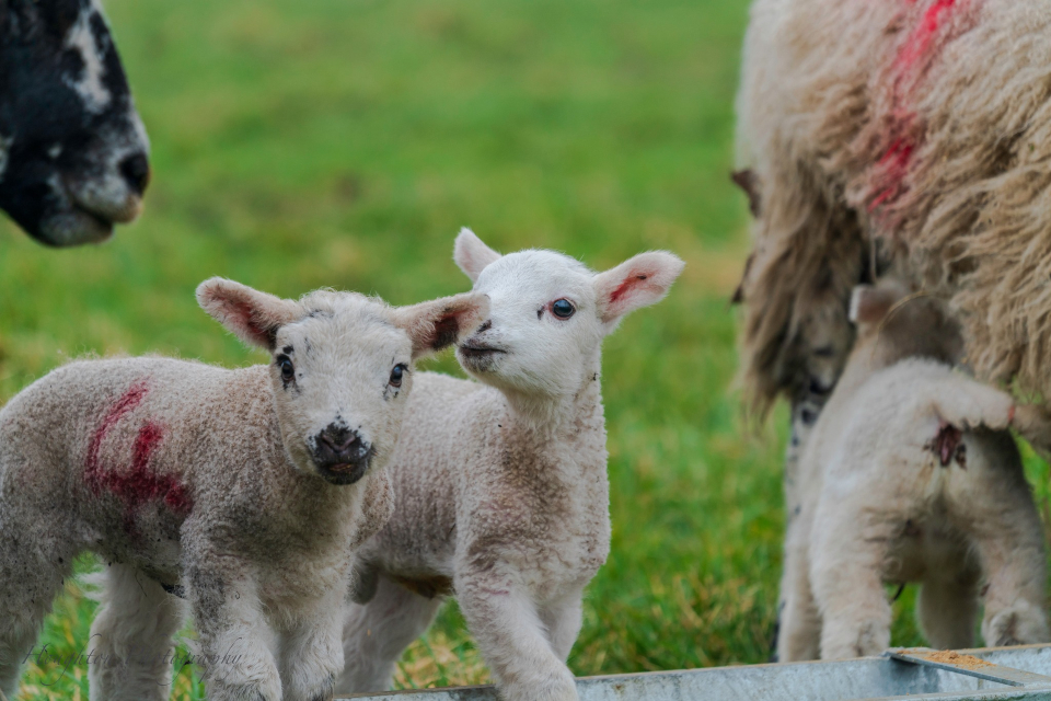 Boston Park half term activities in Yorkshire