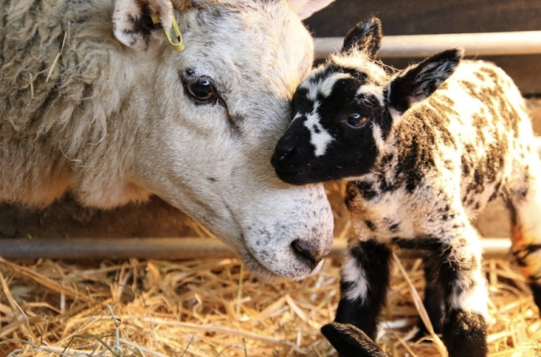 Cannon Hall Farm Easter Events