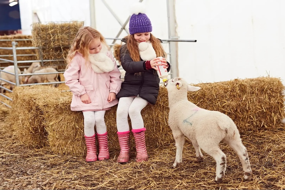 Lamb feeding at Piglets Adventure Farm