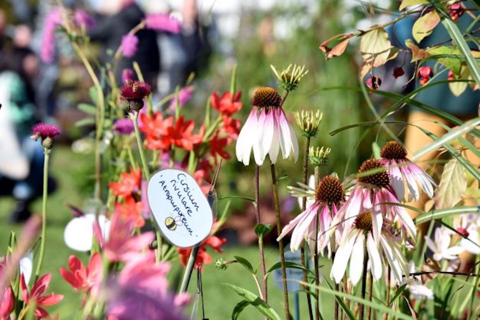 Flowers at Harrogate Spring Flower Show - Things to do in Yorkshire this weekend