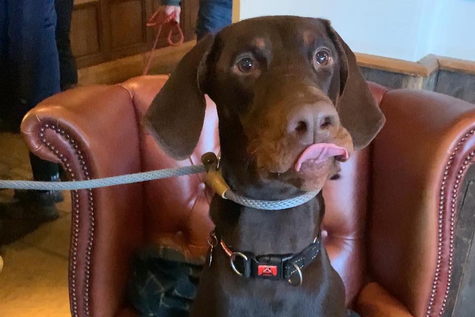 chocolate doberman inside dog friendly pub yorkshire