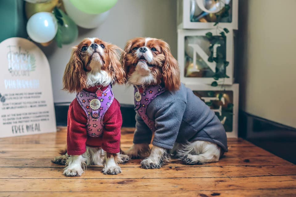 Furley and Co dogs - dog-friendly pubs in Yorkshire