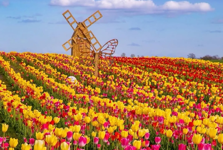 Tulip-Festival-father-copleys