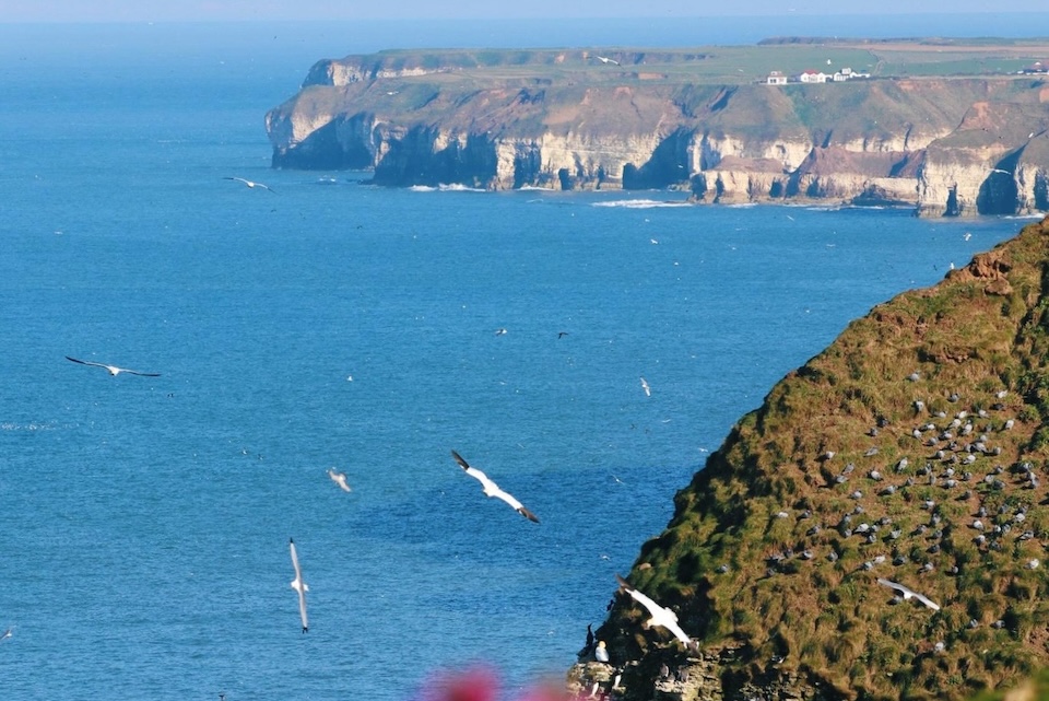Puffins at Bempton Cliffs
