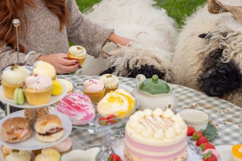 blooming sheep afternoon tea closeup