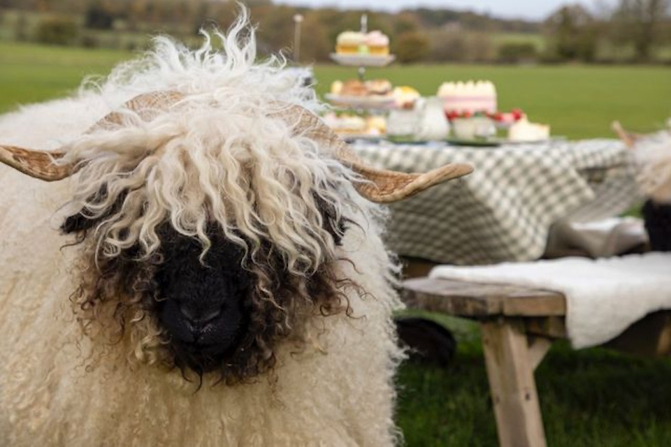 blooming sheep afternoon tea