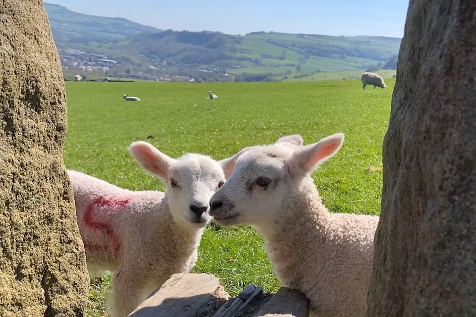 old chamber campsite, hedben bridge lambs