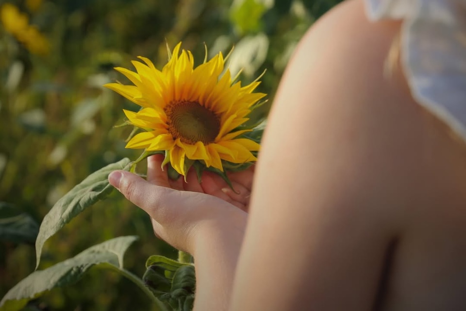 Tickton Farm sunflowers summer holiday activities 
