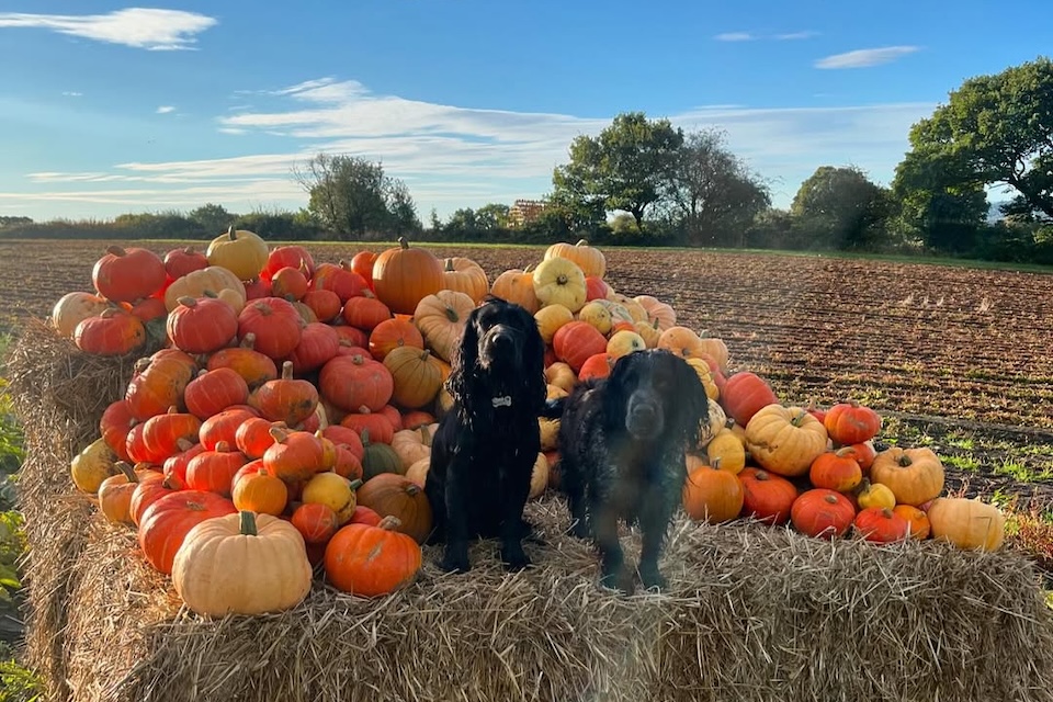 Horsforth PYO pumpkin picking Yorkshire