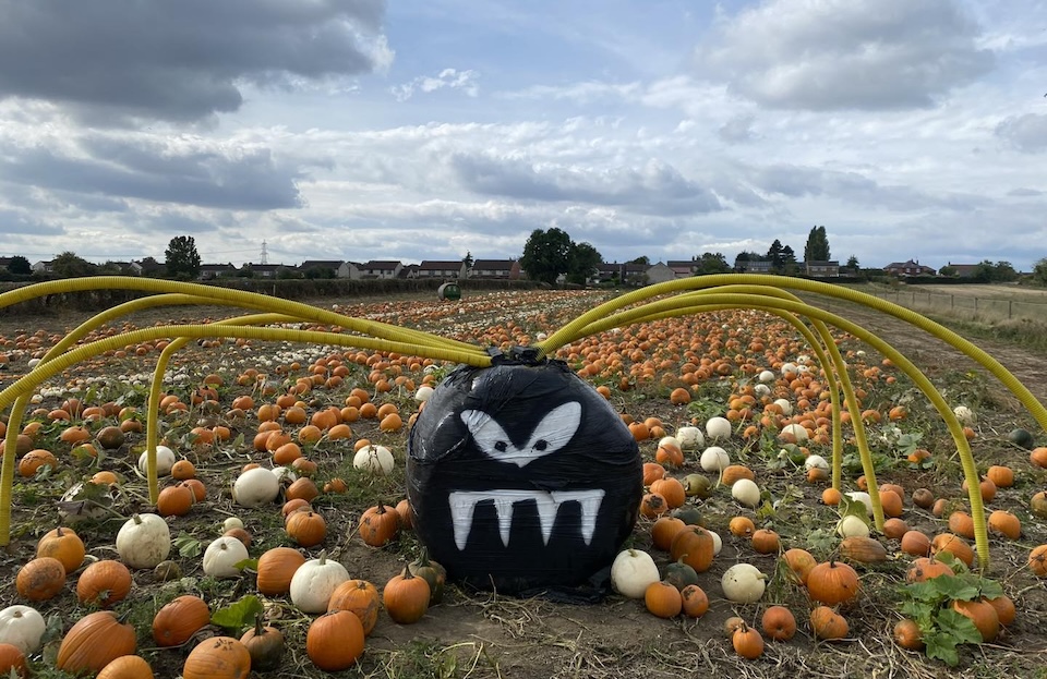 Bert's Barrow Halloween spider hay bale