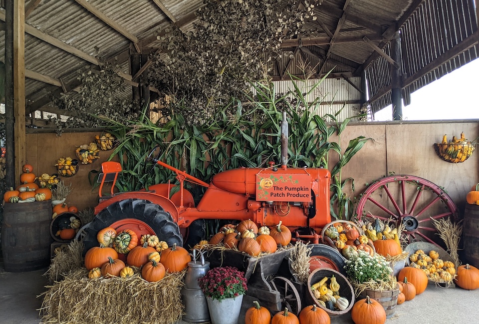 Pumpkin Patch at Bewholme