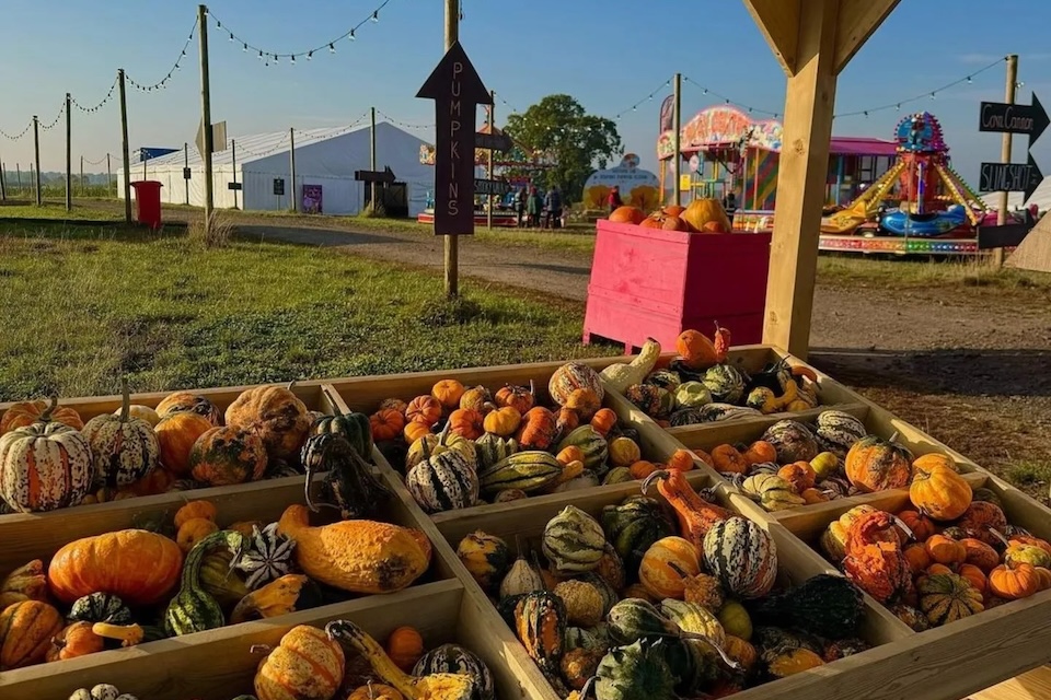 Spilman's Farm pumpkin picking Yorkshire