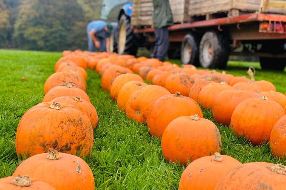 Stockeld Park pumpkin field