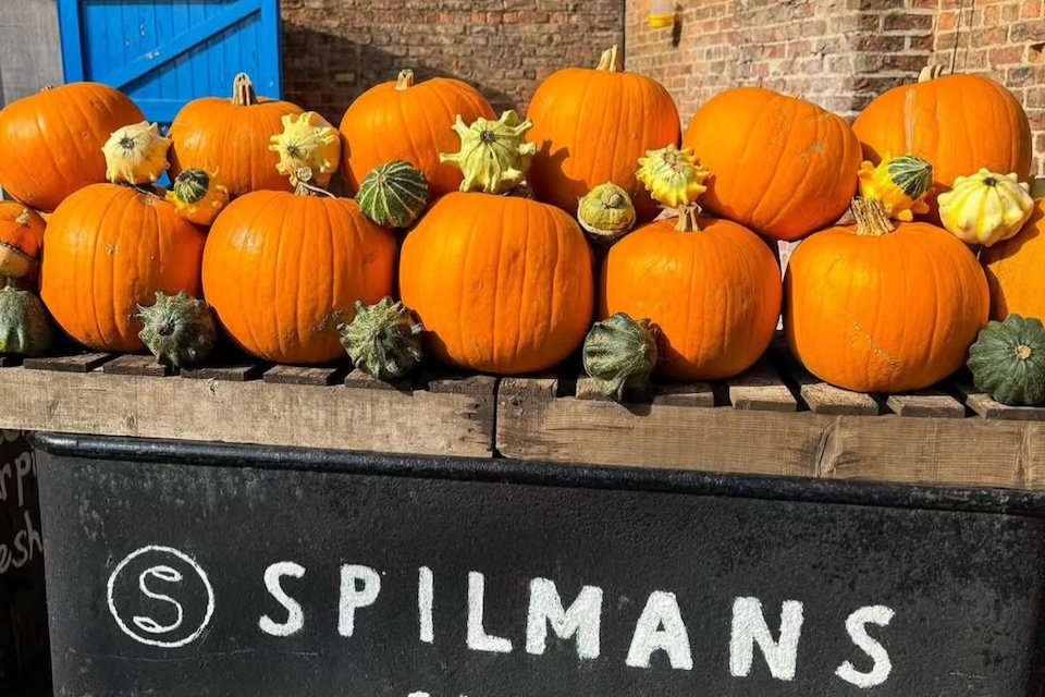 Spilmans farm pumpkin picking