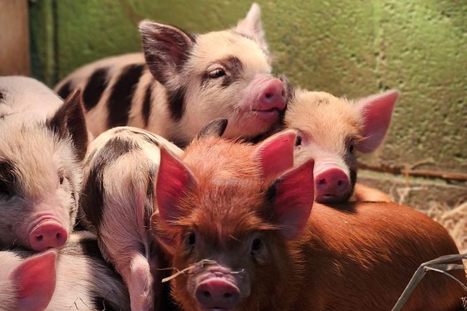 Piglets at Monk Park farm