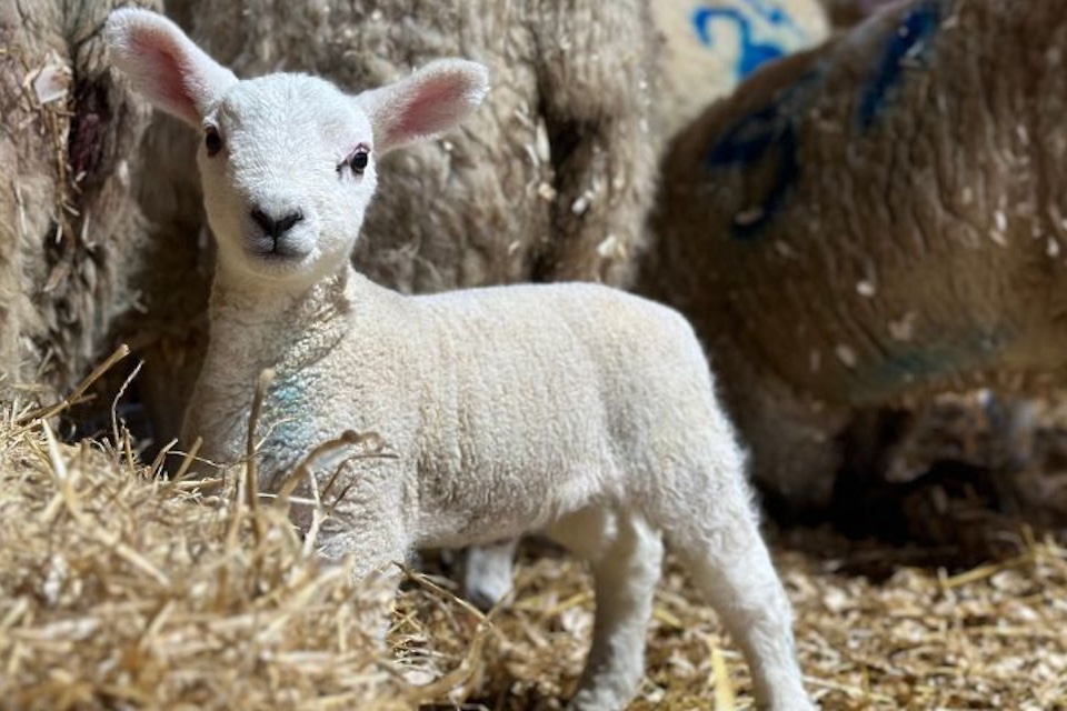 Lambing at Sledmere - What's on in Yorkshire this weekend