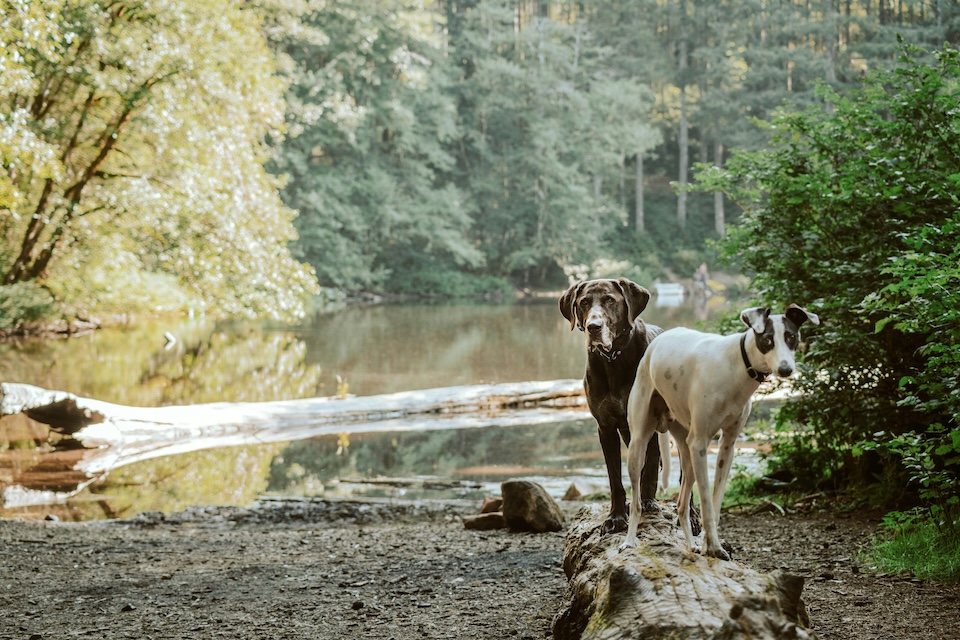 Dogs by swinsty reservoir harrogate
