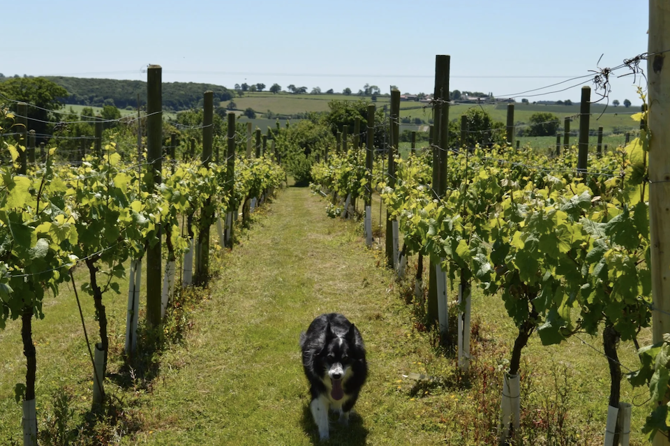 Ryedale Vineyards, Westow