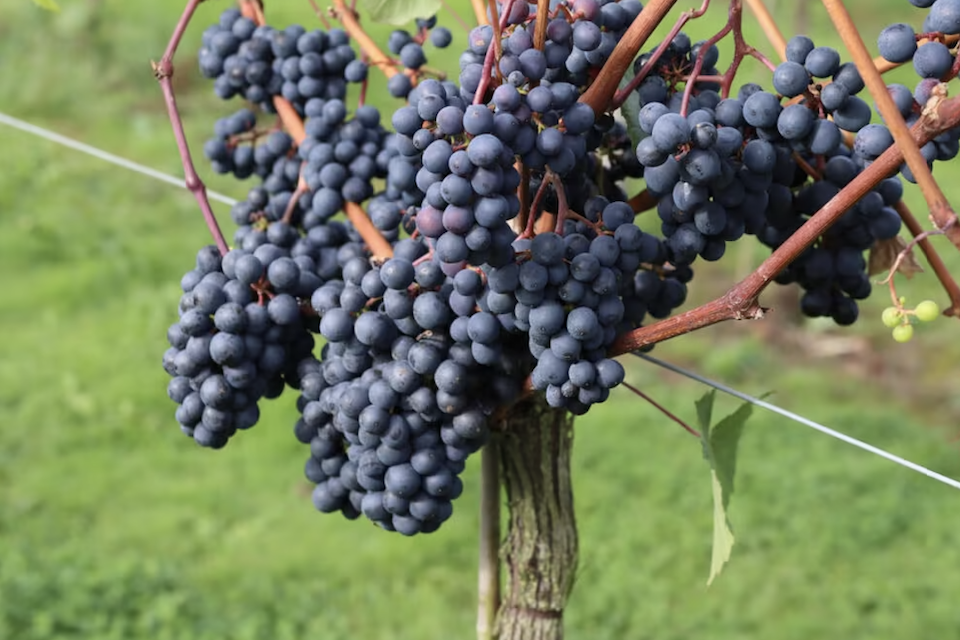 Yorkshire Heart Vineyard, Nun Monkton, York